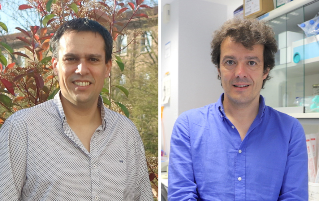 A new cell therapy for leukaemia shows high efficacy and safety in the laboratory